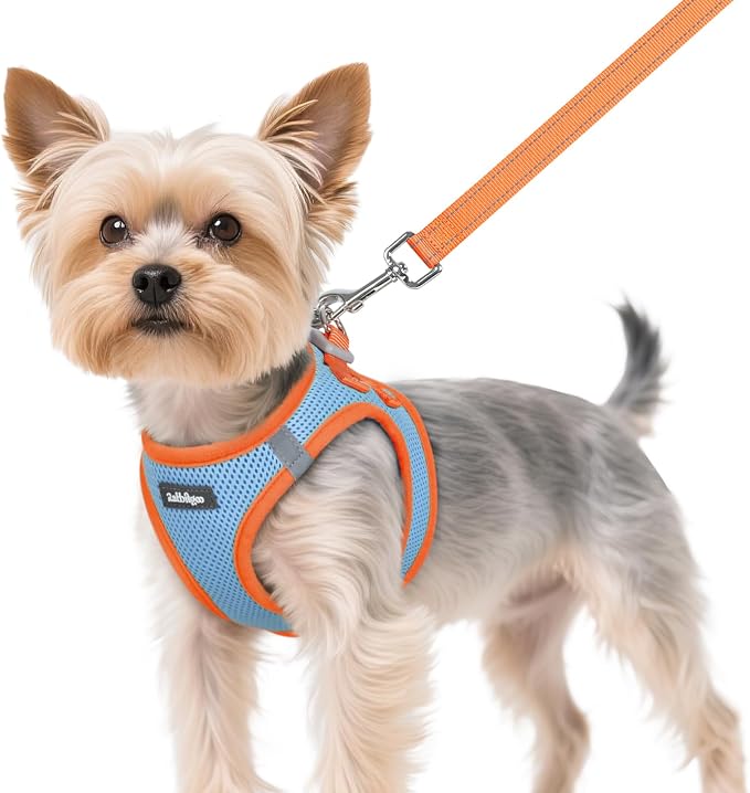 rabbitgoo Dog Harness Small Sized and Leash Set, Step in Soft Vest | Breathable Mesh, Easy Wear with Hook & Loop, Light and Reflective for Walking, Multi-colored, Blue & Orange, XS by rabbitgoo