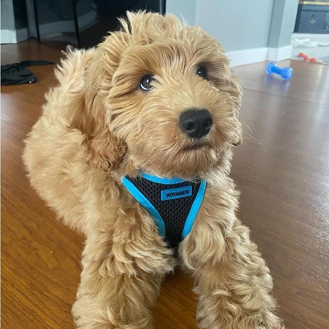 Voyager Step-in Air Dog Vest Harness - Black/Blue Trim, X-Small | 13 - 14.5" in Chest, Reflective Bands, All Weather Breathable Air Mesh, Cats Compatible, Lightweight, Fast Drying - Image 7