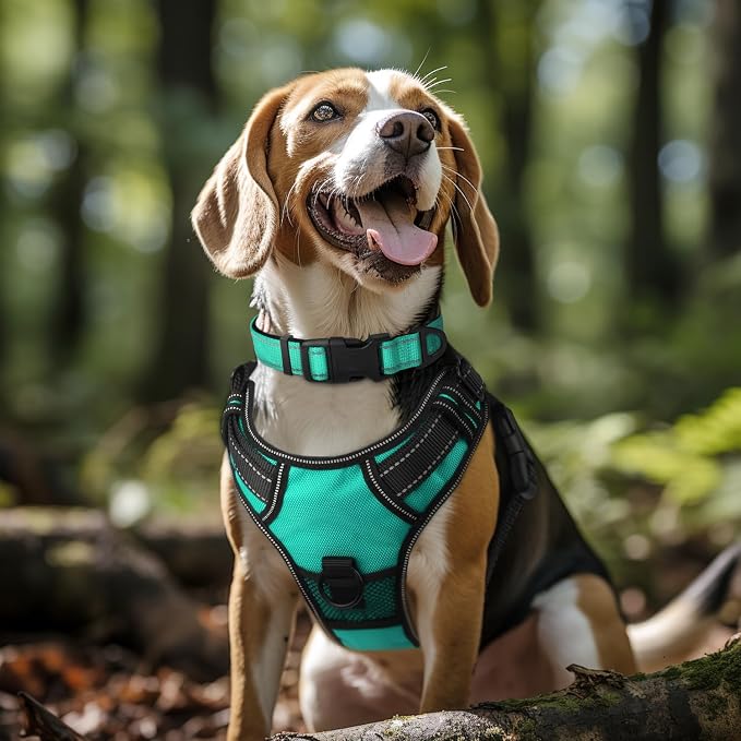 Joytale Reflective Dog Collar, Adjustable Neoprene Padded, Teal L | Breathable Nylon for Large Dogs, No Chafing on Walks and Outdoor Hikes, Tear-Resistant Webbing, Metal D-Ring, Night Safety - Image 2