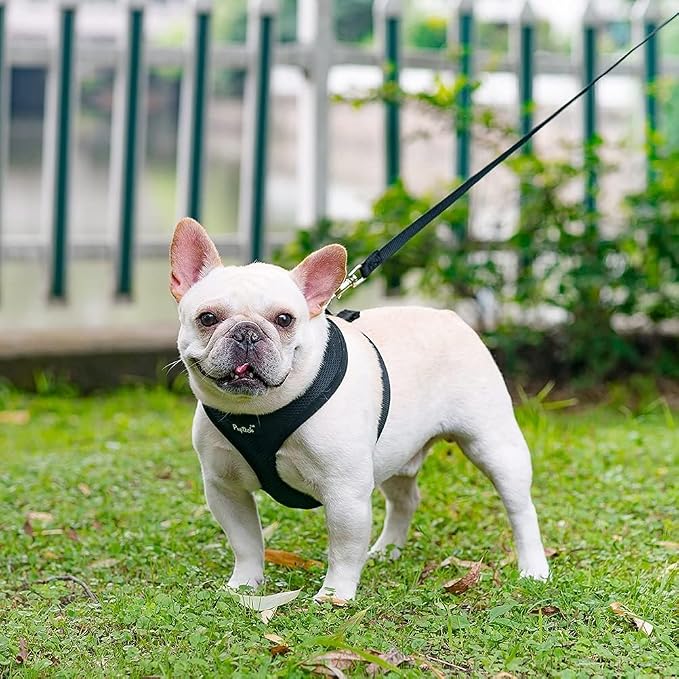 PUPTECK Small Dog Harness and Leash Set No Pull for XS XXS Sized Dogs Puppy | Escape Proof No Choke Pet Cat Adjustable Soft Padded Walking Vest - Image 7