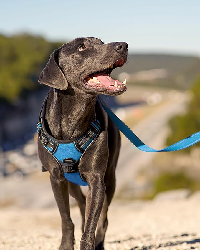 Joytale No Pull Dog Harness for Small Dogs, Front Clip, Sky Blue | Grab Handle for Instant Control, Padded & Adjustable Vest, Sturdy Metal D-Rings, for Safe Training & Daily Walking - Image 6
