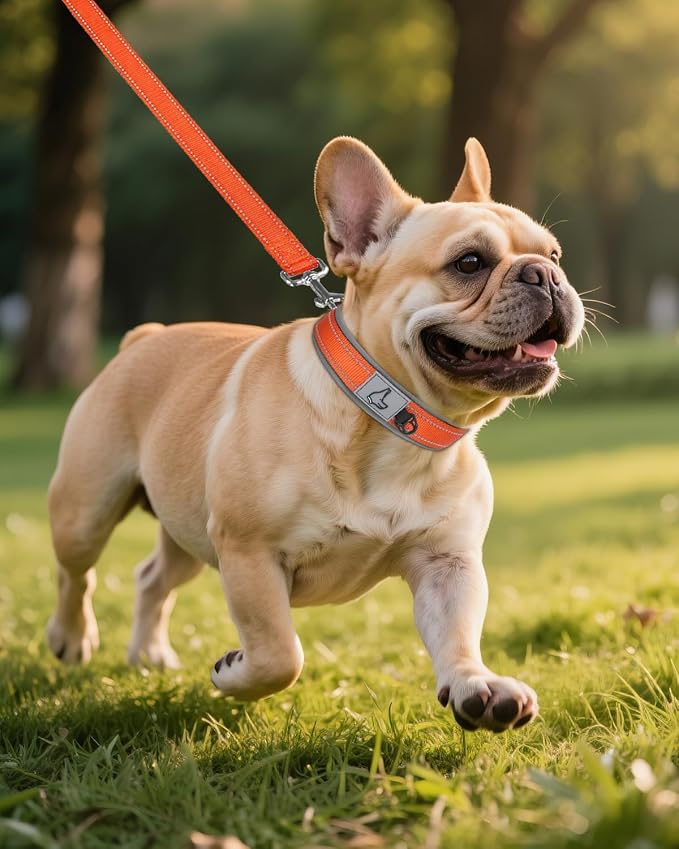 Joytale Reflective Dog Collar for Small Dogs with Wide Padding, Orange | Soft Cushion Reduce Neck Strain, Night Safety Walking, Metal Buckle and Adjustable Eyelets, Separated Dog ID Tag Ring - Image 6