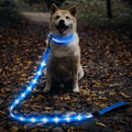 Illumifun LED Dog Leash, USB Rechargeable Glowing LED Lead, 4 FT Nylon Light Up Leashes for Dogs Wlaking at Night (BlueⅡ) by Illumifun