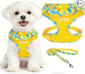 EXPAWLORER Step-in Dog Harness Small Sized and Leash Set | Cute Small Dog Harness No Pull Girl, Breathable Soft Mesh Padded, Adjustable Light Puppy Vest for Dogs Cats, Daffodil M by EXPAWLORER