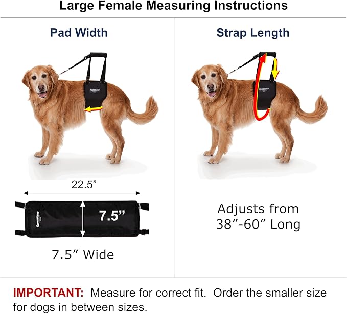 Dog Support Sling Rear Harness, Large Female, Machine Wash & Dry | Padded Rear Lift, Integrated Leash, Assist Senior K9s or Recovery from Knee/TPLO, Hip or Back Surgery, Made in U.S.A. - Image 2