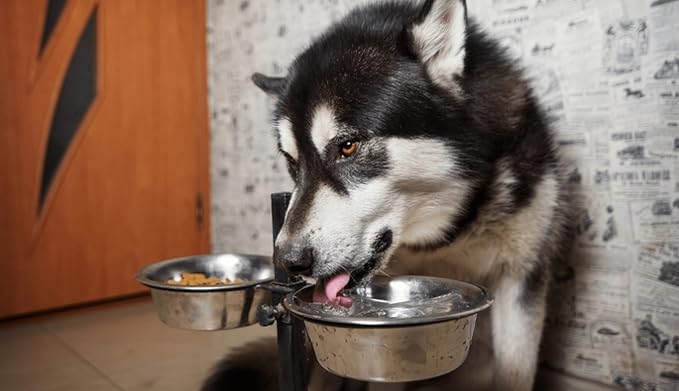 11 Cups Stainless Steel Dog Bowls, 10" Diameter, 3" Height, Double Pack, Dishwasher Safe | 3" Height , Dishwasher Safe Bowl - Image 6