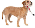PetSafe Gentle Leader No Pull Dog Headcollar, Red, Small | Veterinary Behaviorist-Designed No-Pull Headcollar Redirects Pulling Instinct, Padded Neoprene Nose Loop, Quick-Snap Fit by PetSafe