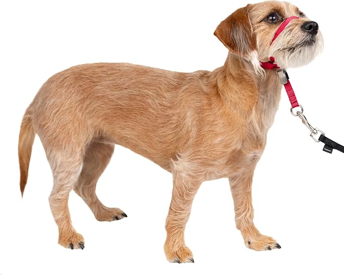 PetSafe Gentle Leader No Pull Dog Headcollar, Red, Small | Veterinary Behaviorist-Designed No-Pull Headcollar Redirects Pulling Instinct, Padded Neoprene Nose Loop, Quick-Snap Fit by PetSafe