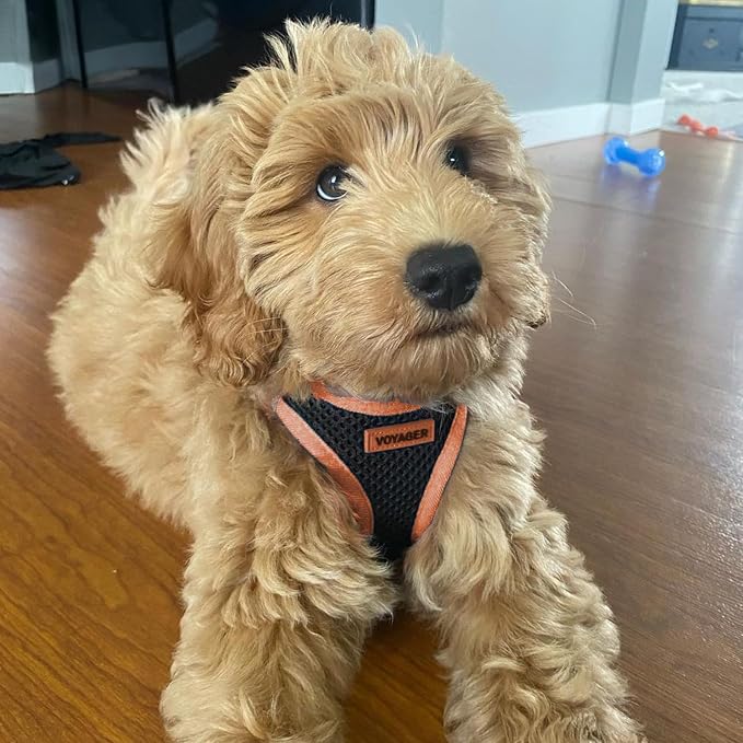 Voyager Step-in Air Dog Vest Harness - Black/Orange Trim, Medium | 16 - 18" in Chest, Reflective Bands, All Weather Breathable Air Mesh, Cats Compatible, Lightweight, Fast Drying - Image 7