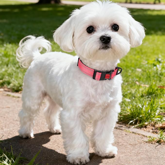 Taglory Reflective Small Dog Collar, Comfortable for Safe Night Walks, Pink | Night-Walk Visibility, Soft Neck Cushioning, Adjustable 10-16 in, Locking Buckle, D-Ring for Leash and ID Tags - Image 2