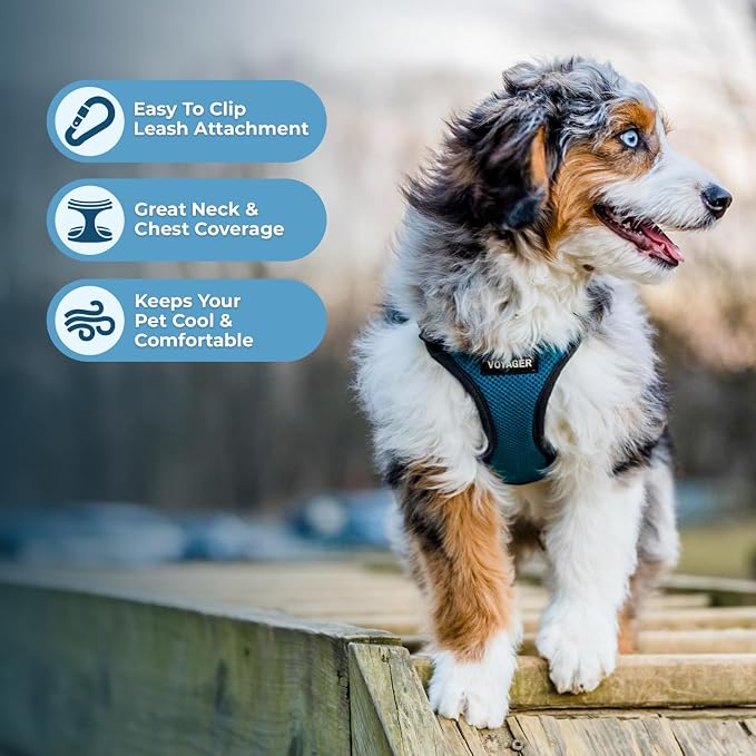 Voyager Step-in Lock Dog Harness - Turquoise/Black Trim, X-Small | 13 - 16" in Chest, Adjustable, Breathable Air Mesh, Lightweight for Daily Walks, Strong Clips, Heavy Duty D-Ring - Image 3
