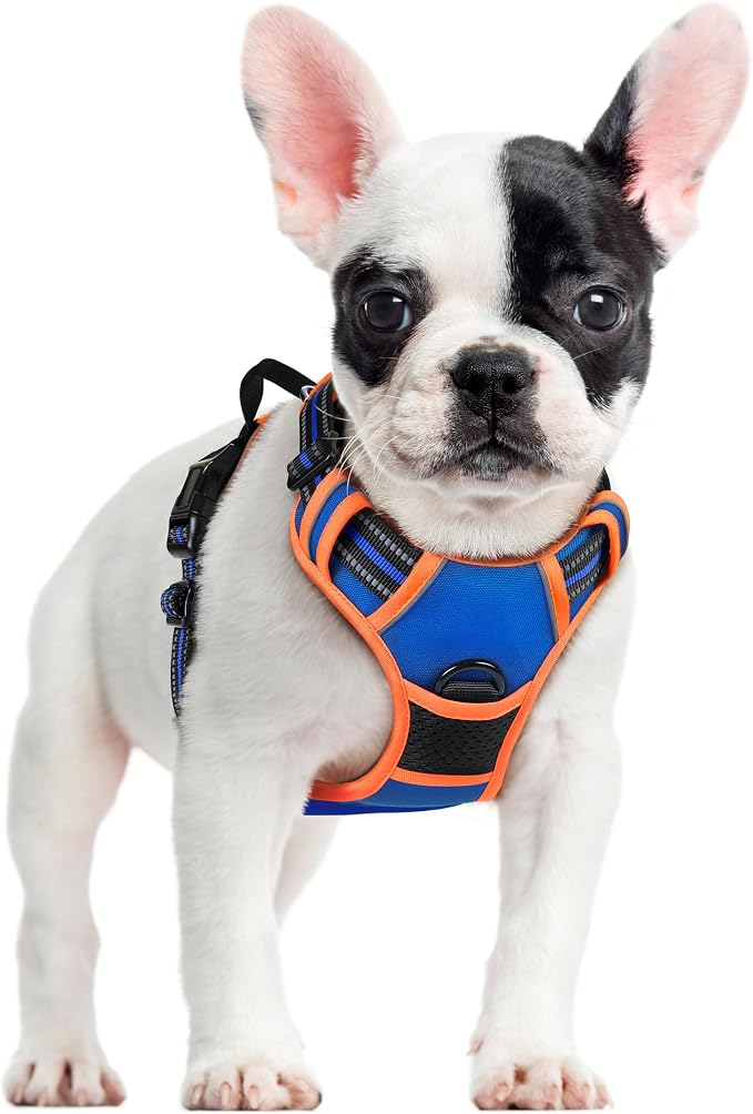 rabbitgoo Dog Harness, No Pull for Small Dogs with 2 Leash Clips, Pet Vest | No Choke with Handle, Adjustable Soft Padded, Reflective, Easy Control for Walking, Blue & Orange, Small by rabbitgoo