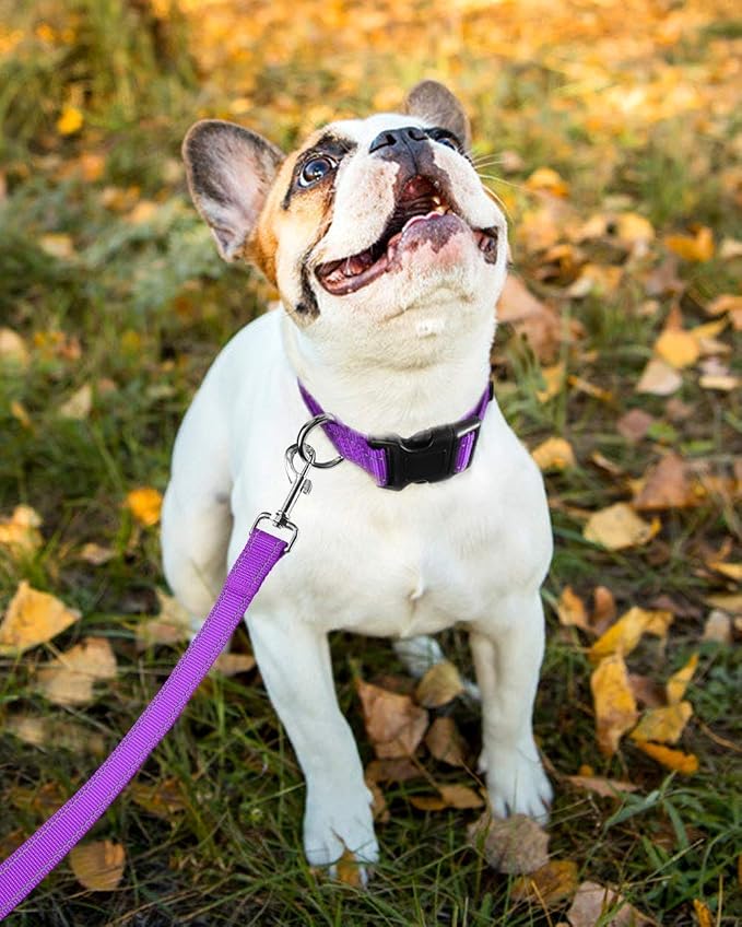 Reflective Dog Collar, Puppy Collar with Buckle Adjustable, Purple L | Breathable Nylon Collars for Small Medium Large Dogs, No Chafing on Walks and Outdoor Hikes, Metal D-Ring, Night Safety - Image 8