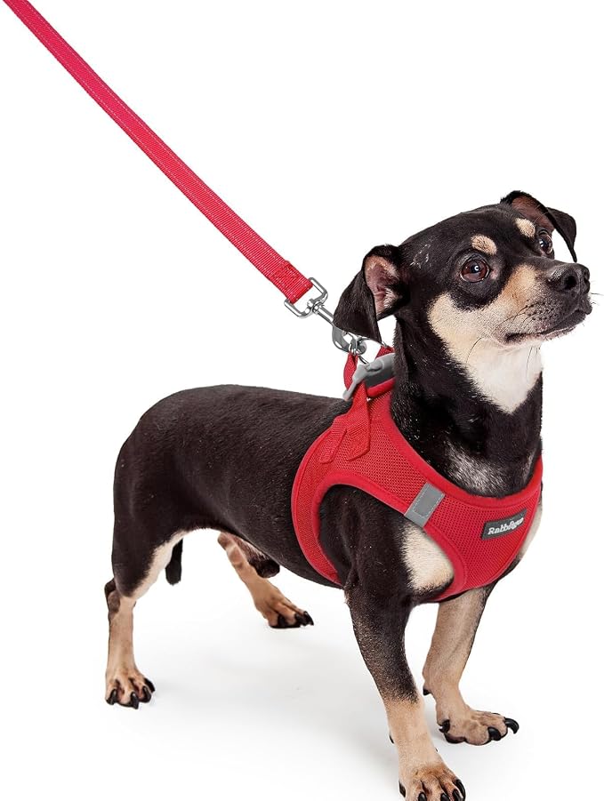 rabbitgoo Dog Harness Small Sized and Leash Set, Step-in Puppy Pet Vest | Light, Soft, Breathable Air Mesh, Easy on and Remove with Hook & Loop, Secure Reflective for Walking, Red XXXS by rabbitgoo