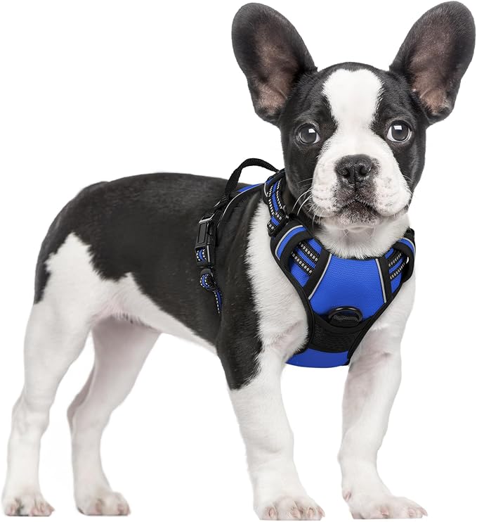 rabbitgoo Dog Harness, No Pull for Small Dogs with 2 Leash Clips, Pet Vest | No Choke with Handle, Adjustable Soft Padded, Reflective, Easy Control for Walking, Dazzling Blue, Small by rabbitgoo