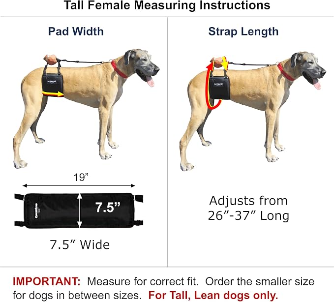 Dog Sling Hip Lift Support Harness, Tall Female, Made in USA | Fits Tall, Lean Dogs like Greyhounds or Great Danes, Padded Mobility Aid, Help Pets Walk or Balance, Machine Wash & Dry - Image 2
