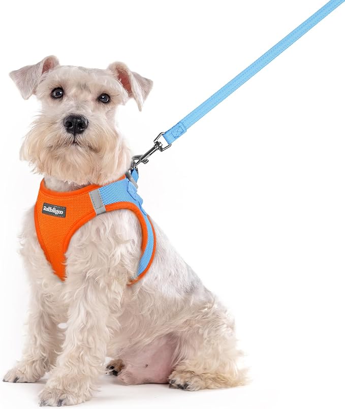rabbitgoo Dog Harness Medium Sized and Leash Set, Step-in Puppy Pet Vest | Light, Soft, Breathable Air Mesh, Easy on and Remove with Hook & Loop, Secure Reflective for Walking, Blue & Orange XXL by rabbitgoo