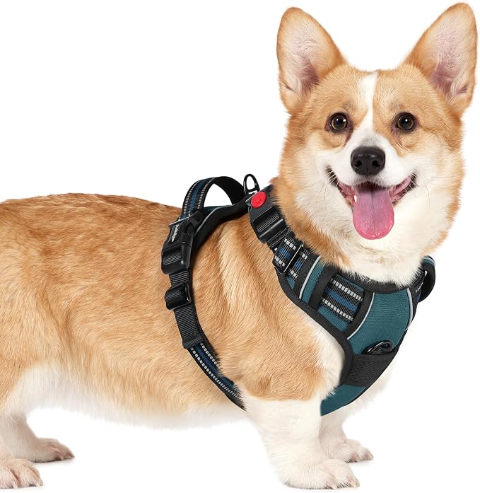 rabbitgoo Dog Harness Small Sized, Updated Easy On & Off with 3 Buckles | No Pull No Choke, Walking with 2 Clips and Handle, Adjustable Soft Reflective, Blue Coral, Small by rabbitgoo