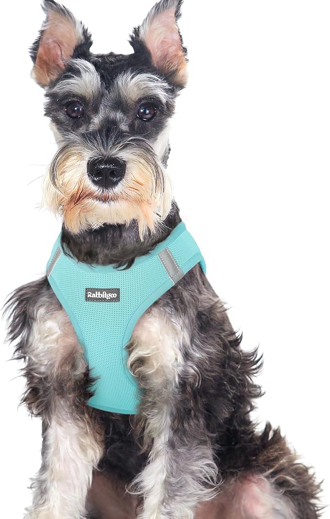 rabbitgoo Step-in Small Dog Harness, Puppy Vest for Medium Sized Pet | Easy Put on and off, Lightweight, Soft, Breathable Quick-Dry Air Mesh for Comfortable Secure Walking, Mint Blue XXL by rabbitgoo