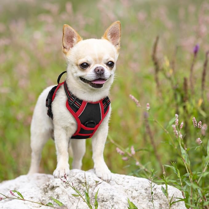 rabbitgoo Dog Harness, No Pull for Small Dogs with 2 Leash Clips, Pet Vest | No Choke with Handle, Adjustable Soft Padded, Reflective, Easy Control for Walking, Black & Red, X-Small - Image 7