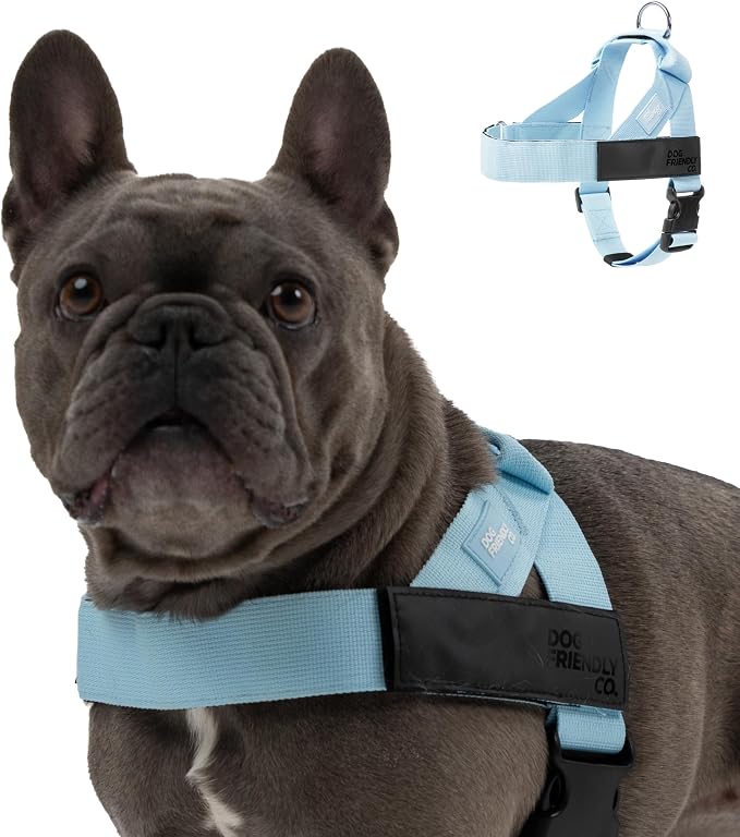 Dog Friendly Co. Dog Harness for Large Dogs (Sky Blue, Large) | One Click Buckle, Chafe Resistant Webbing, Adjustable Neck & Chest, and Heavy Duty D-Ring, Sturdy Comfortable and Easy to Use by DogFriendly