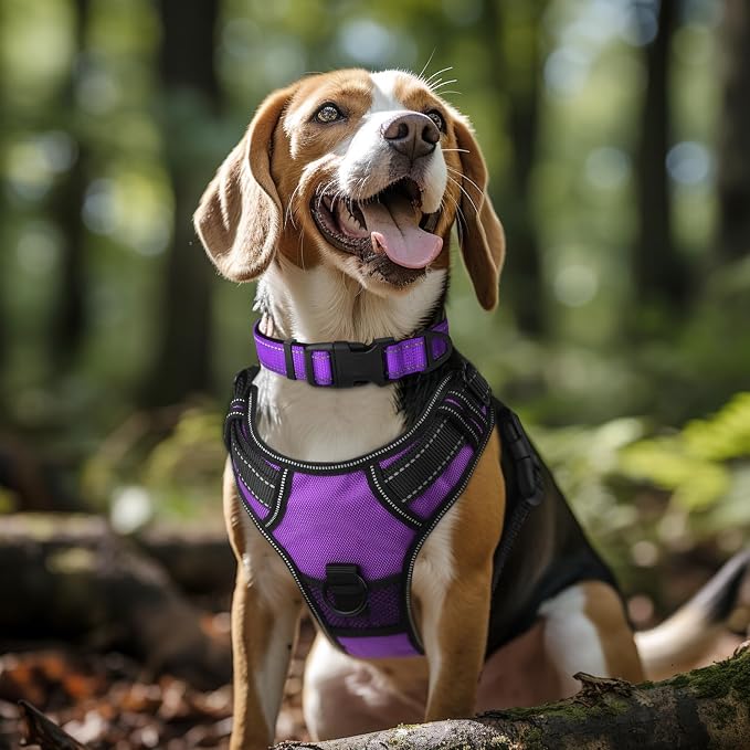 Joytale Reflective Dog Collar, Adjustable Neoprene Padded, Purple L | Breathable Nylon for Large Dogs, No Chafing on Walks and Outdoor Hikes, Tear-Resistant Webbing, Metal D-Ring, Night Safety - Image 2