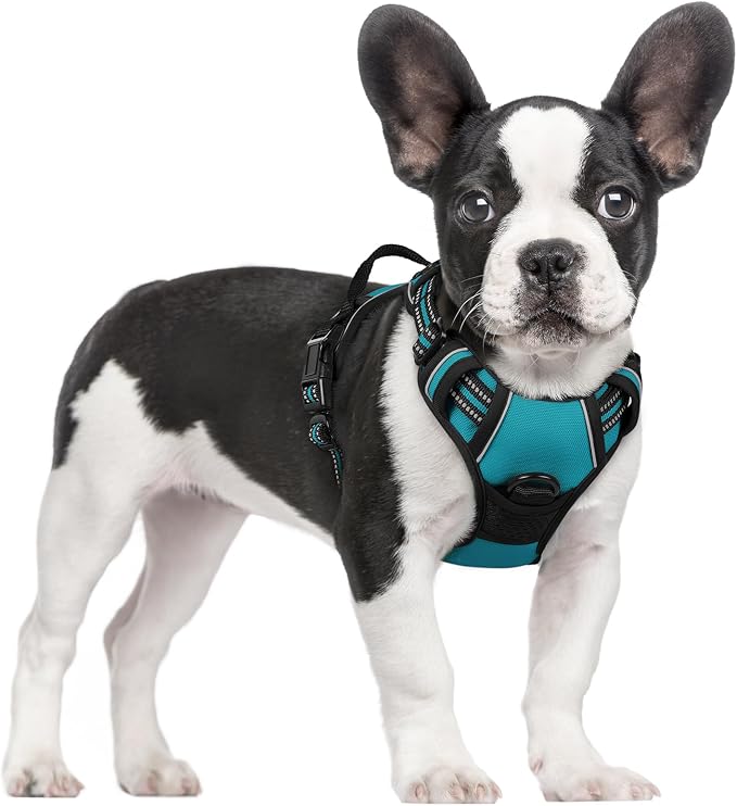 rabbitgoo Dog Harness, No Pull for Small Dogs with 2 Leash Clips, Pet Vest | No Choke with Handle, Adjustable Soft Padded, Reflective, Easy Control for Walking, Teal, Small by rabbitgoo