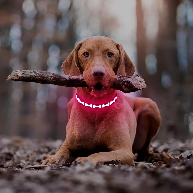 Flashseen LED Dog Collar Light Up USB-C Rechargeable, Pink, Small | Glow in the Dark Collar for Night Walking, Adjustable Waterproof Visibility Glowing Collars for Dogs - Image 6