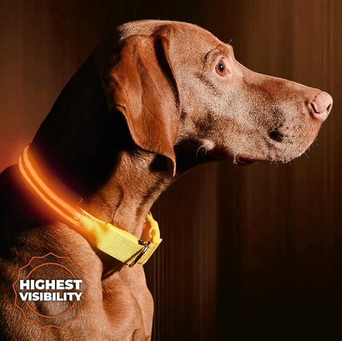 LED Dog Collar USB Rechargeable - Bright & High Visibility Lighted Glow Collar for Pet Night Walking - Weatherproof, in 6 Colors & 6 Sizes (Orange Large) by Illumiseen