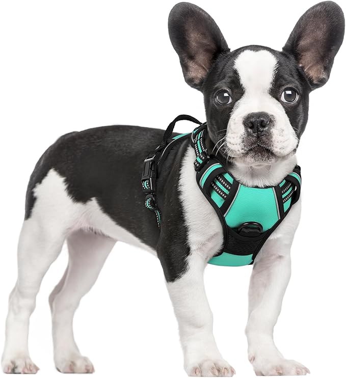 rabbitgoo Dog Harness, No Pull for Small Dogs with 2 Leash Clips, Pet Vest | No Choke with Handle, Adjustable Soft Padded, Reflective, Easy Control for Walking, Turquoise, Small by rabbitgoo