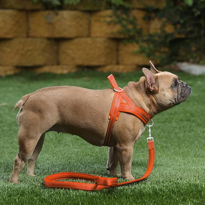 Plutus Pet No Pull Dog Harness for Medium Sized Dog, Breathable Mesh Padded | Adjustable Reflective with Handle, Escape Proof, Quick Fit Pet Vest, Front Clip, for Training and Walking, Orange, M - Image 5
