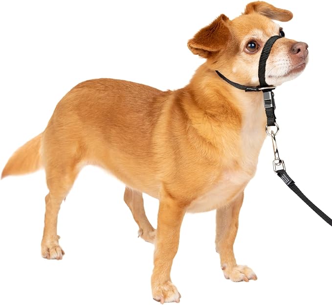 PetSafe Gentle Leader No Pull Dog Headcollar, Black, Petite | Veterinary Behaviorist-Designed No-Pull Headcollar Redirects Pulling Instinct, Padded Neoprene Nose Loop, Quick-Snap Fit by PetSafe