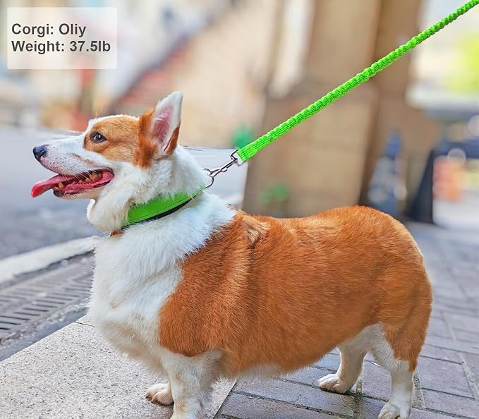 5FT Bungee Dog Leash Shock Absorbing Lightweight Small Medium Dogs | Reflective Nylon Lead- 2cm Wide- Soft Handle- Anti-Pull Training- 6 Colors - Image 8