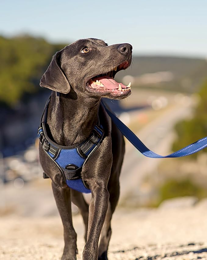 Joytale No Pull Dog Harness for Small Dogs, Front Clip, Navy Blue | Grab Handle for Instant Control, Padded & Adjustable Vest, Sturdy Metal D-Rings, for Safe Training & Daily Walking - Image 6