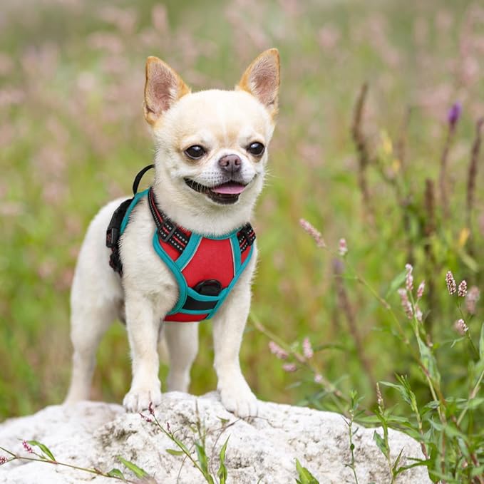 rabbitgoo Dog Harness, No Pull for Small Dogs with 2 Leash Clips, Pet Vest | No Choke with Handle, Adjustable Soft Padded, Reflective, Easy Control for Walking, Red & Teal, X-Small - Image 7
