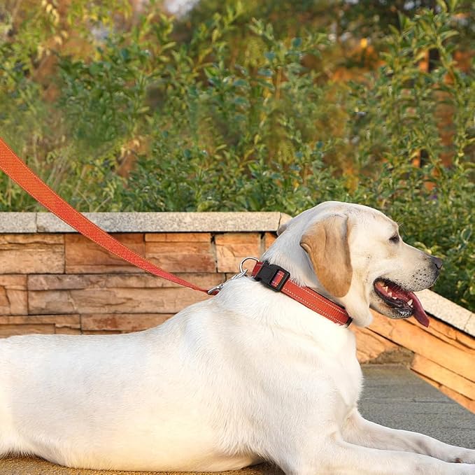 6 FT Basic Dog Leash for Small Dogs,Orange | Padded Handle,Metal D-Ring,Heavy Duty Nylon Webbing, for Walking & Training - Image 2