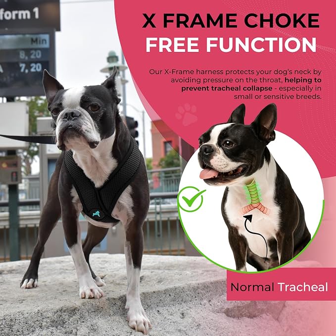 Gooby Comfort X Head-in Dog Harness, Choke-Free, Black, Medium | Patented choke-free X-frame; Secure head-in fit; Lightweight breathable mesh; Back metal D-ring; Machine washable - Image 7