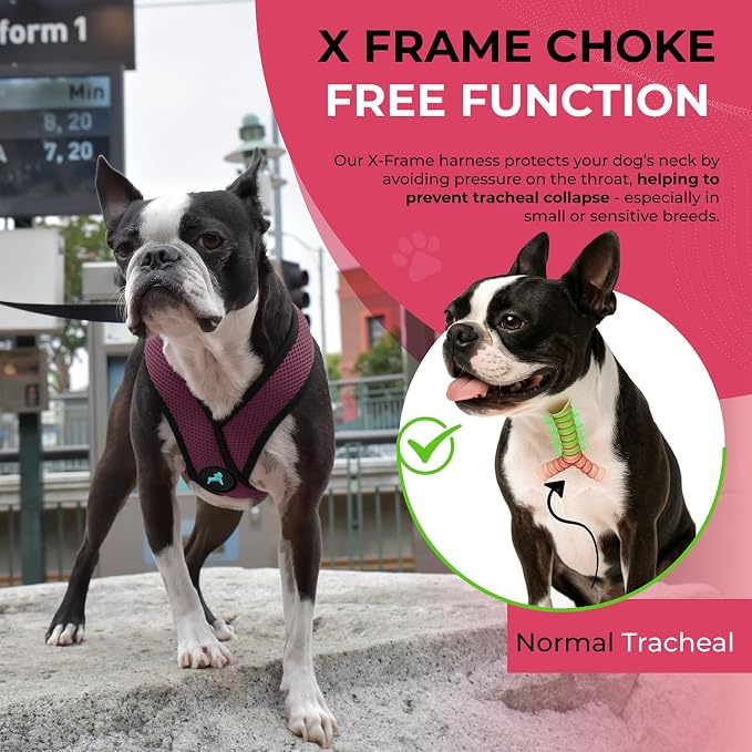 Gooby Comfort X Head-in Dog Harness, Choke-Free, Purple, Large | Patented choke-free X-frame; Secure head-in fit; Lightweight breathable mesh; Back metal D-ring; Machine washable - Image 7