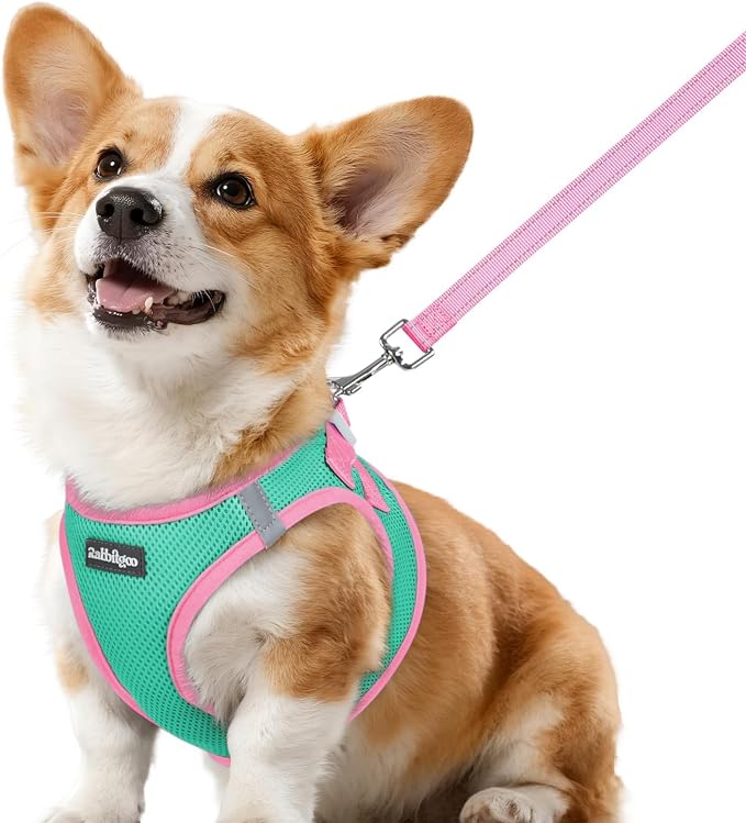 rabbitgoo Dog Harness Small Sized and Leash Set, Step in Soft Vest | Breathable Mesh, Easy Wear with Hook & Loop, Light and Reflective for Walking, Multi-colored, Teal & Pink, L by rabbitgoo