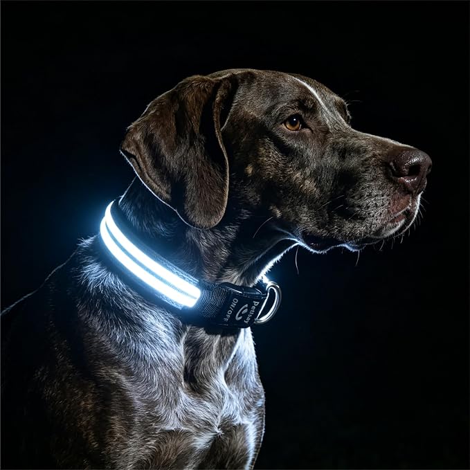 Light Up Dog Collar for Night Walking, Reflective LED Collar(White, M) | Bright Safety Glow in the Dark, Adjustable Comfort Fit, Waterproof, Long Runtime, Easy USB-C Charging by PetIsay