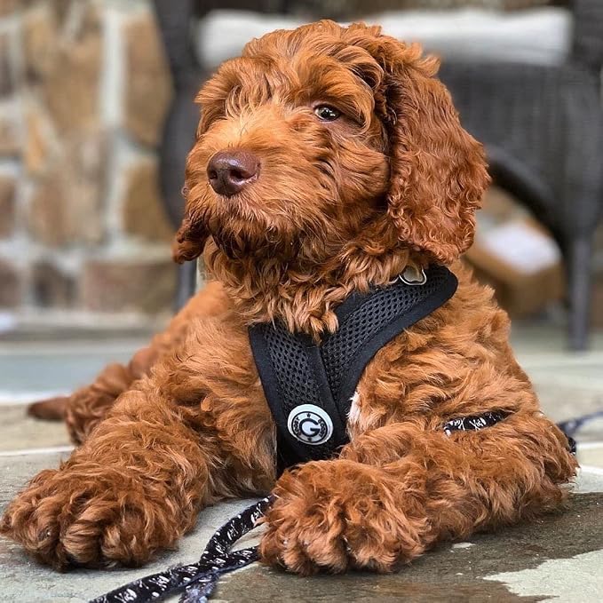 Gooby Comfort X Head-in Dog Harness, Choke-Free, Black, Medium | Patented choke-free X-frame; Secure head-in fit; Lightweight breathable mesh; Back metal D-ring; Machine washable - Image 3