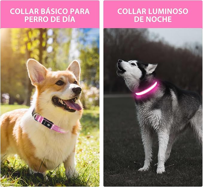PcEoTllar Light up Dog Collar, Safe for Night Walking, Adjustable, Pink, M | Colorful RGB Light, Waterproof, For Small Medium and Large Dogs, Durable Material, USB to Charge - Image 4