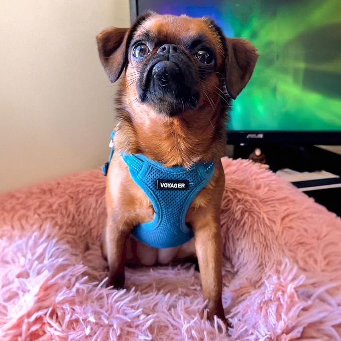 Best Pet Supplies Voyager Adjustable Step-in Flex Breathable Mesh Dog Harness for Small Medium Large Dogs Leash Set (Turquoise), M - Image 7