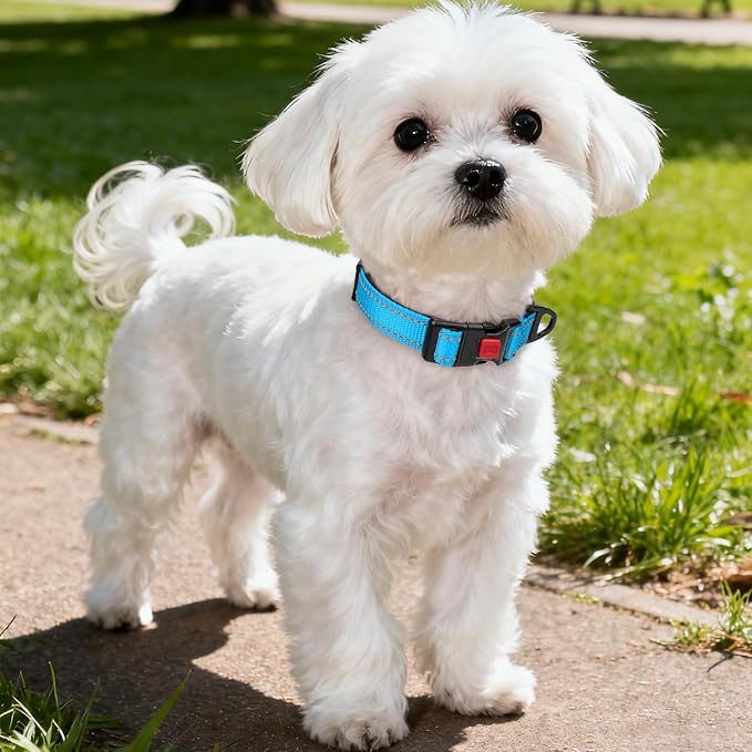 Taglory Reflective Small Dog Collar, Comfort for Safe Night Walks, SkyBlue | Night-Walk Visibility, Soft Neck Cushioning, Adjustable 10-16 in, Locking Buckle, D-Ring for Leash and ID Tags - Image 2