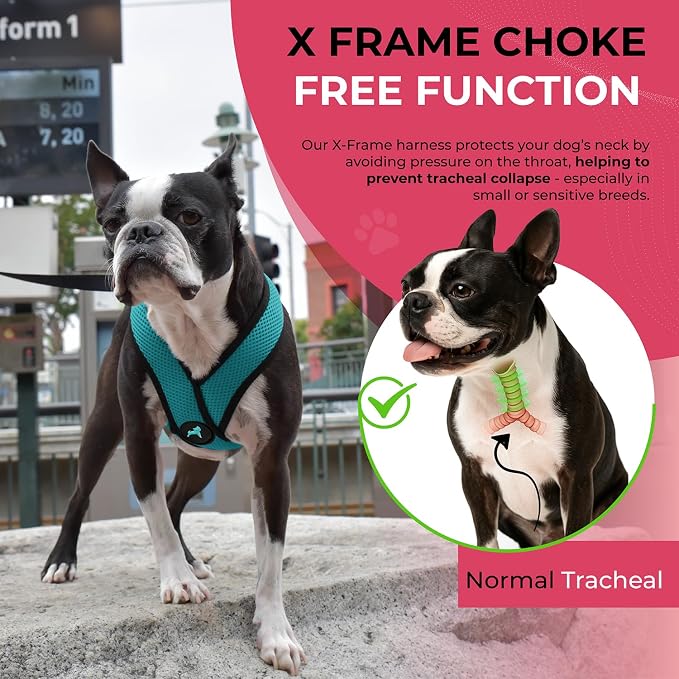 Gooby Comfort X Head-in Dog Harness, Choke-Free, Turquoise, Small | Patented choke-free X-frame; Secure head-in fit; Lightweight breathable mesh; Back metal D-ring; Machine washable - Image 5