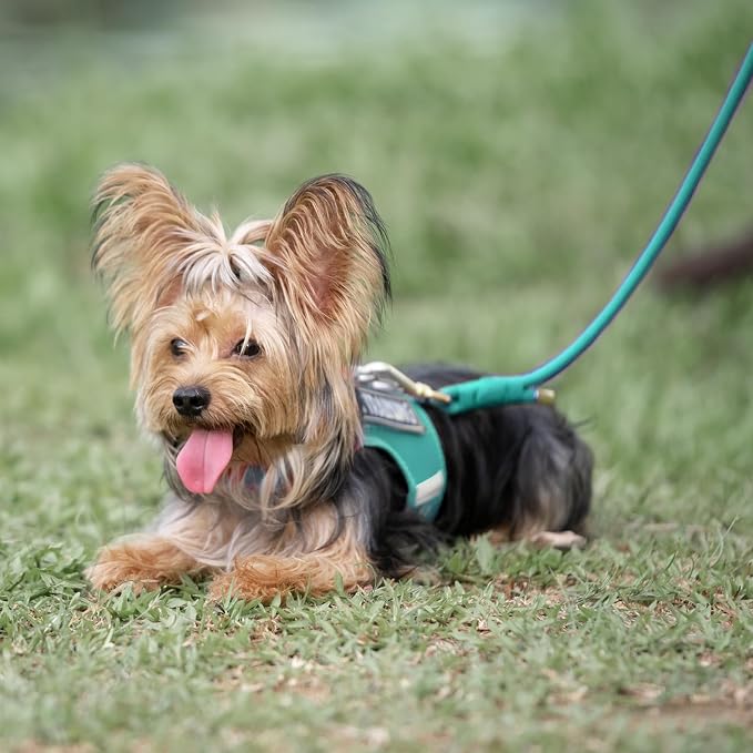 5FT Dog Leash 5/16 inch Puppy Cat Rope Lead | Marrs Green, with Anti-tangle Swivel Clip, Comfortable Non-slip Grip Handle, Ideal for Daily Walks, for Small Medium Dogs - Image 7