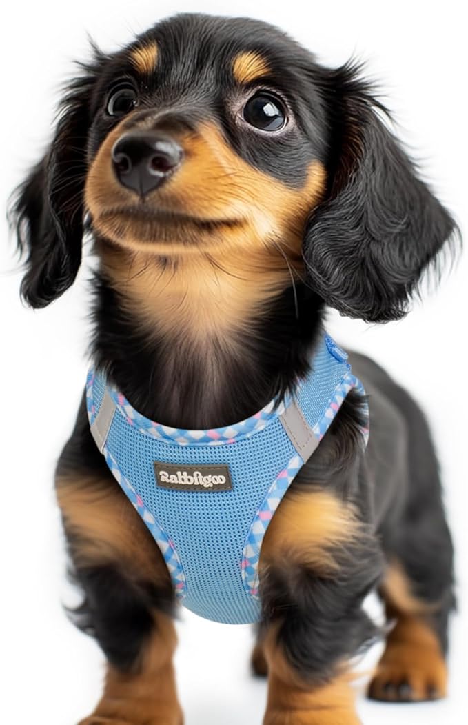 rabbitgoo Step-in Small Dog Harness, Puppy Vest for Small Sized Pet | Easy Put on and off, Lightweight, Soft, Breathable Quick-Dry Air Mesh for Comfortable Secure Walking, Blue & Plaid Trim XXS by rabbitgoo