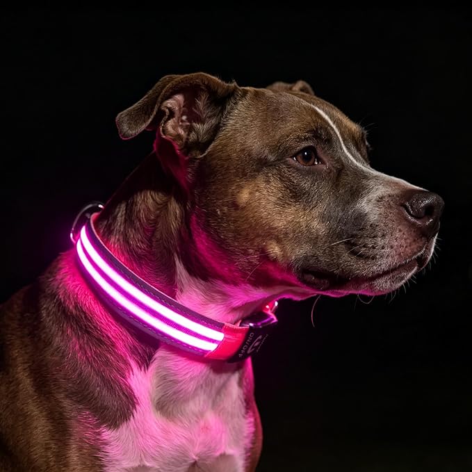 Light Up Dog Collar for Night Walking, Reflective LED Collar(Pink, X-Large) | Bright Safety Glow in the Dark, Adjustable Comfort Fit, Waterproof, Long Runtime, Easy USB-C Charging by PetIsay