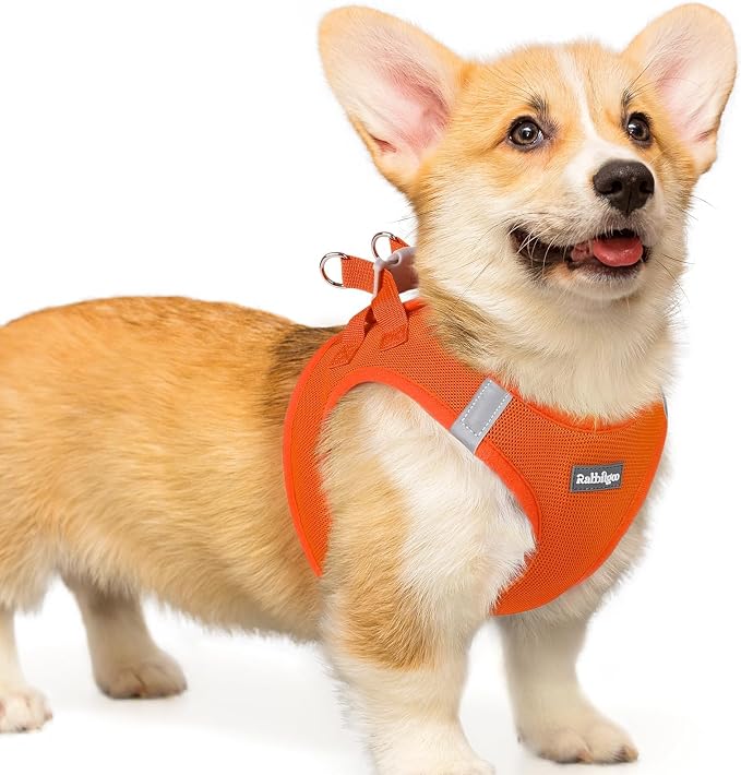 rabbitgoo Step-in Small Dog Harness, Puppy Vest for Small Medium Sized Pet | Easy Put on and off, Lightweight, Soft, Breathable Quick-Dry Air Mesh for Comfortable Secure Walking, Orange L by rabbitgoo