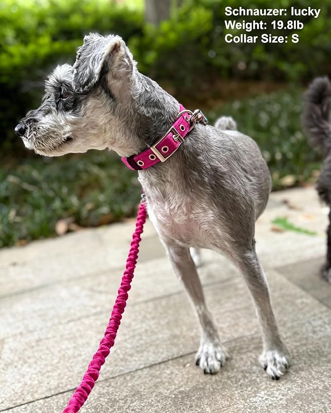 5FT Bungee Dog Leash Shock Absorbing Lightweight Small Medium Dogs | Reflective Nylon Lead 2cm Wide- Soft Handle- Anti-Pull Training- 6 Colors (Pink) - Image 2